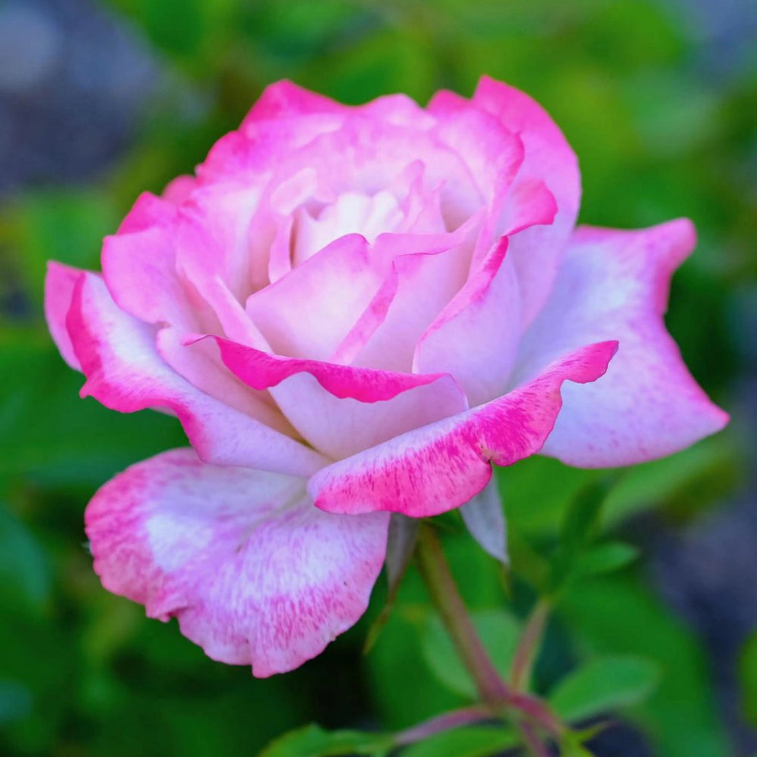 Pink And flower seeds