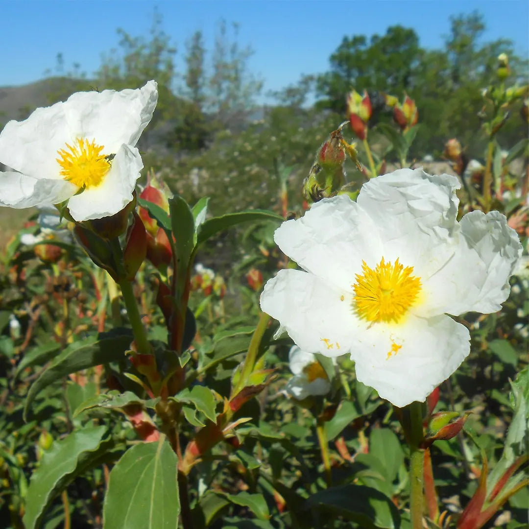 Creticus flower seeds
