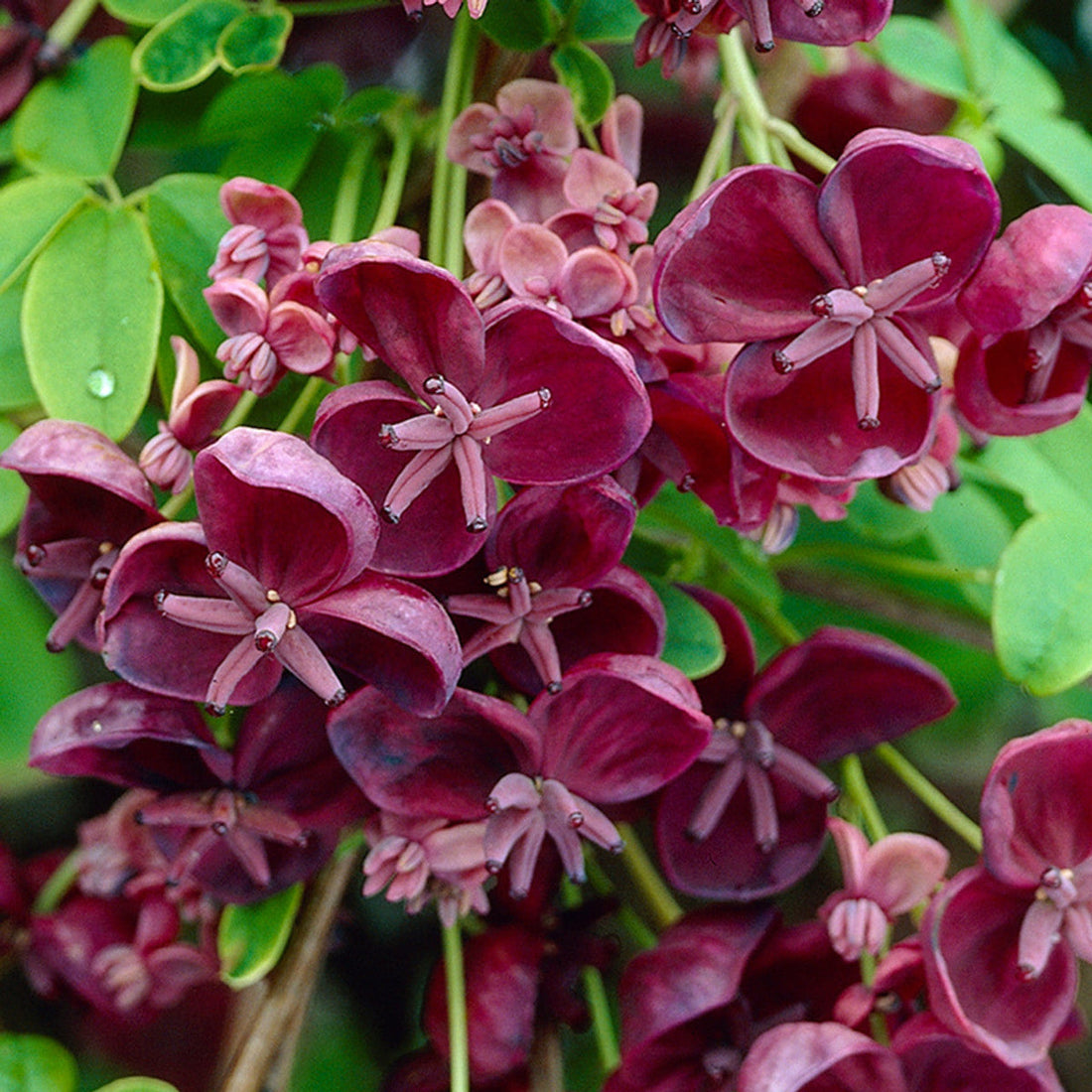 Chocolate Clematis flower seeds