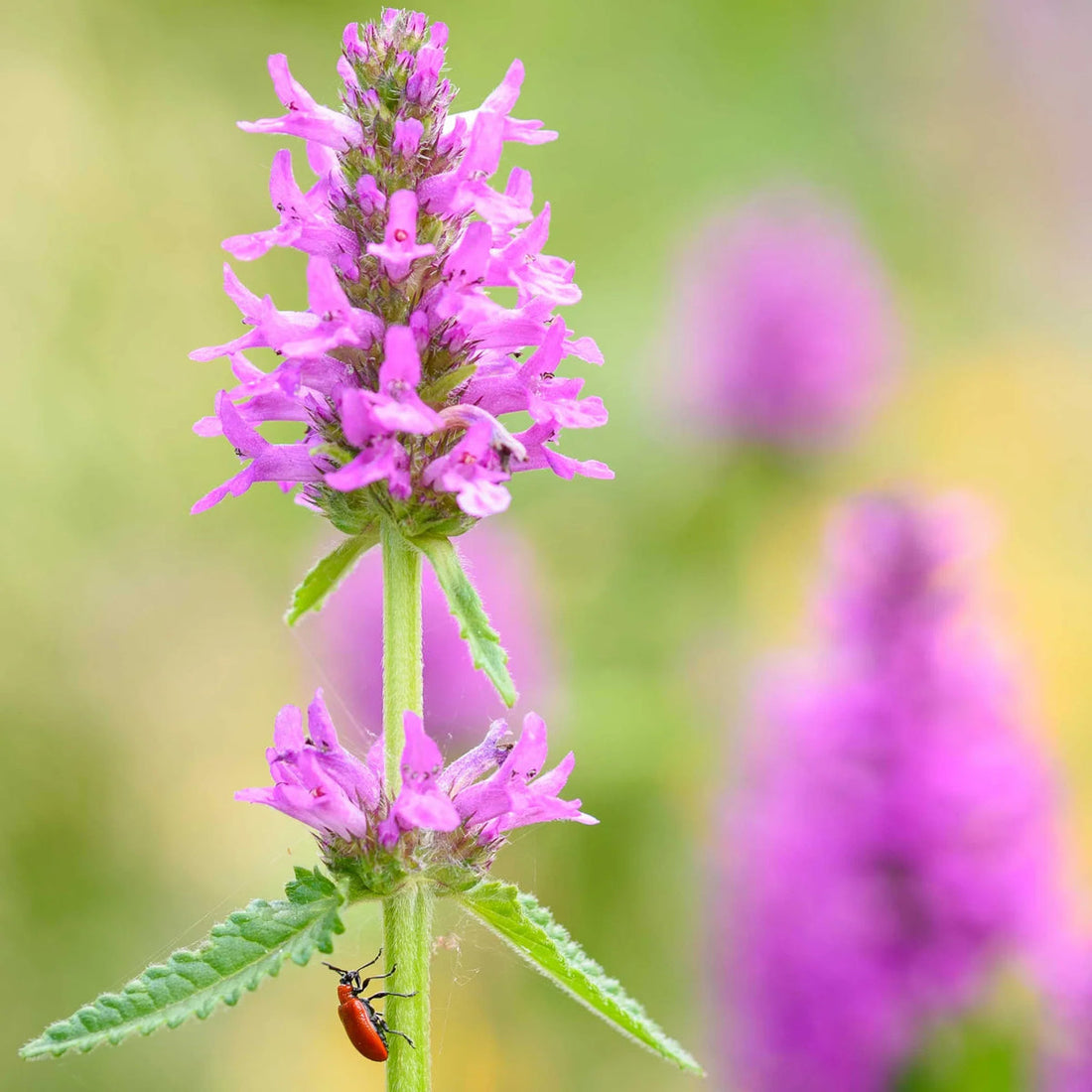 Stachys flower seeds