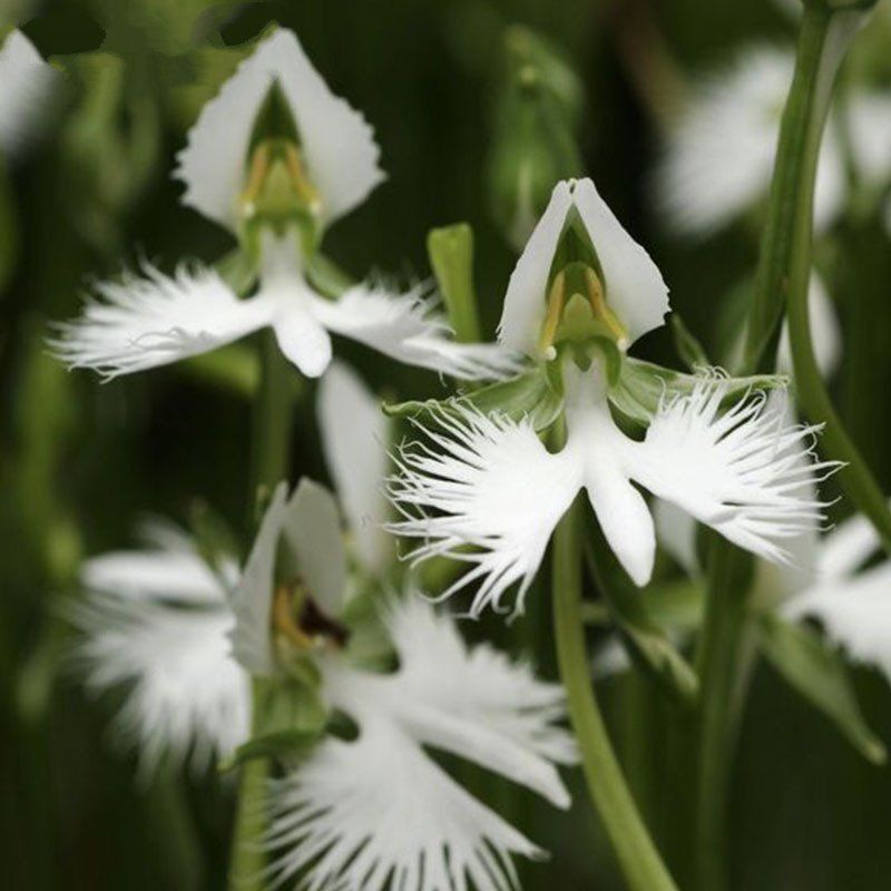 Heron Orchid flower seeds