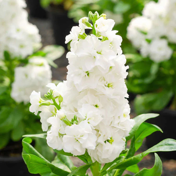 White Matthiola flower seeds