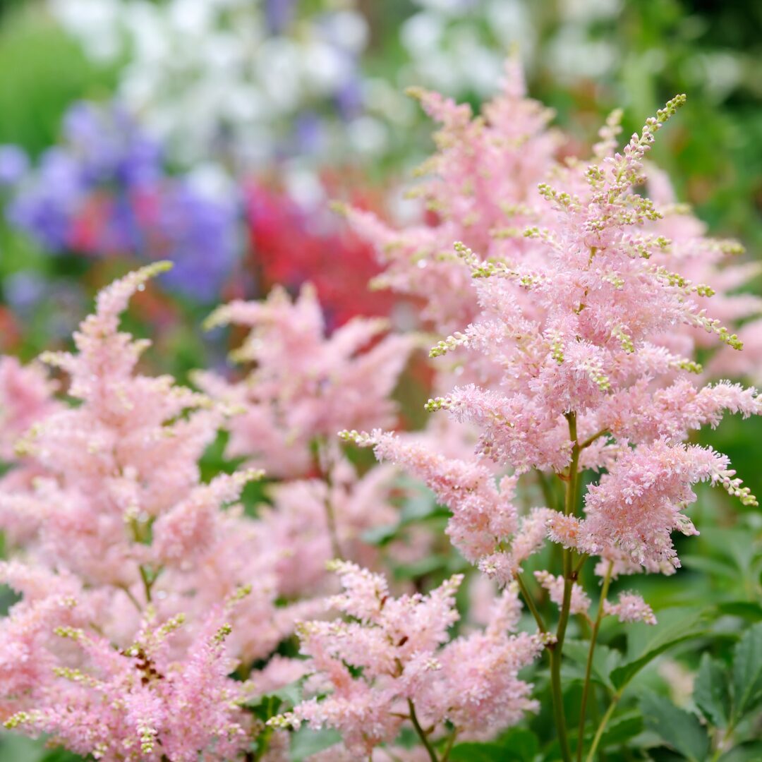 Pink Astilbe flower seeds
