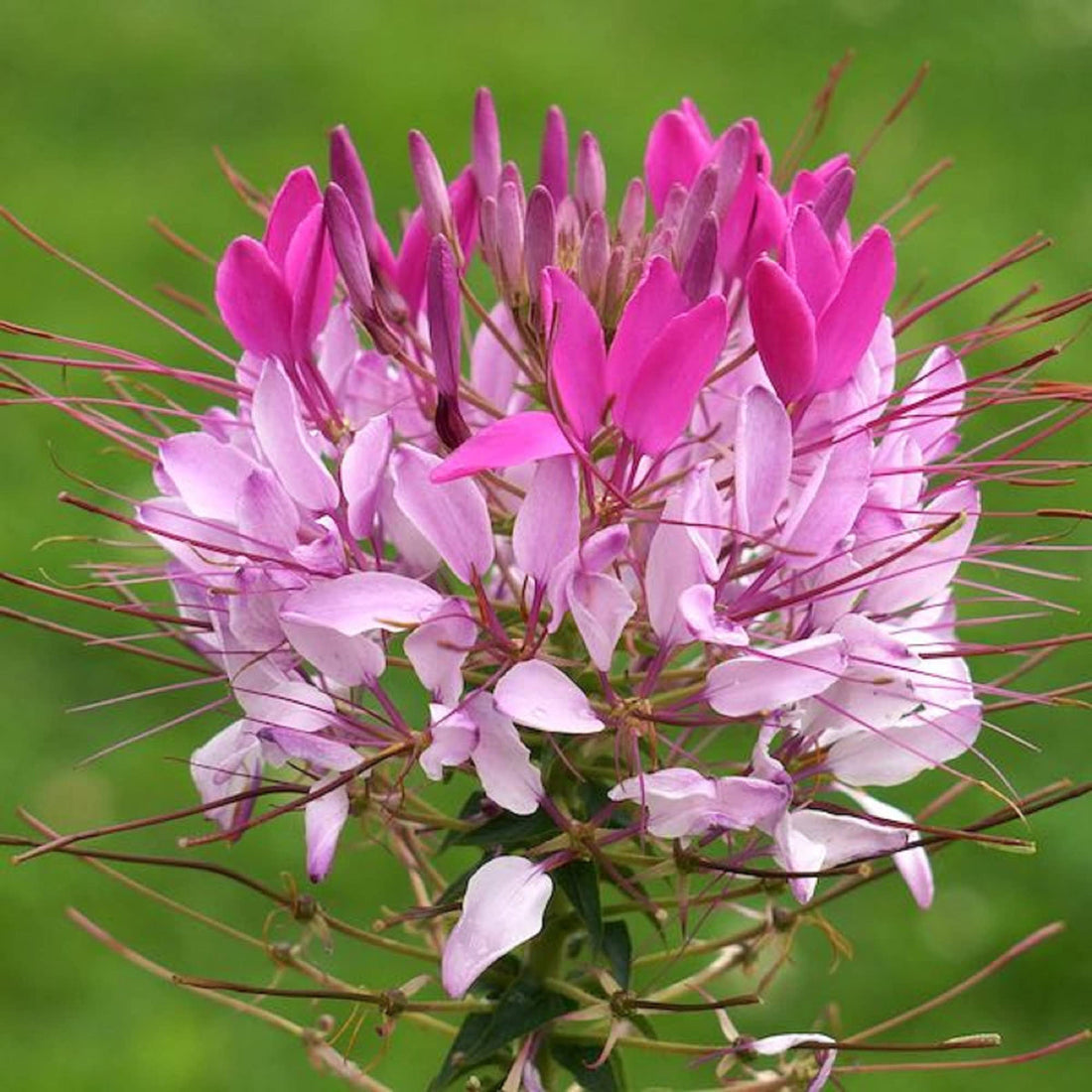 Cleome flower seeds