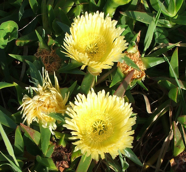 Carpobrotus flower seeds