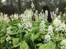 Green Tiarella flower seeds
