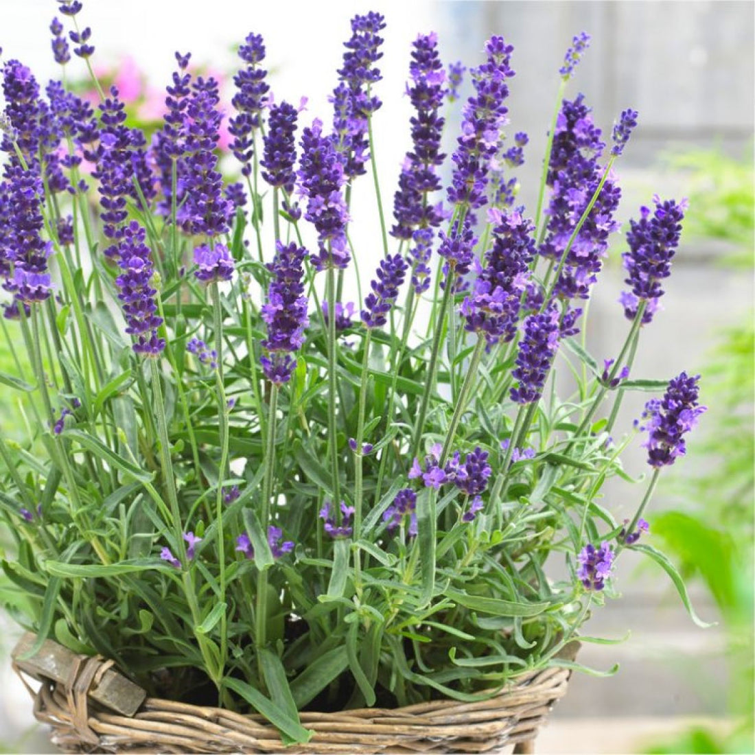 Lavender Angustifolia flower seeds
