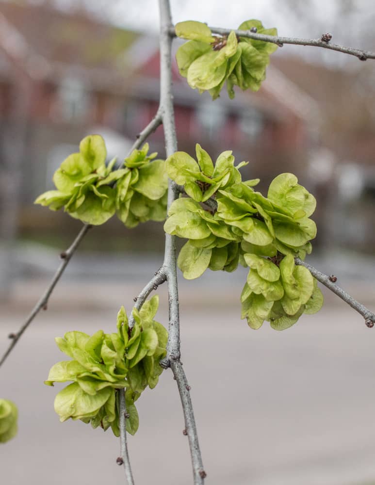 Dark Green flower seeds