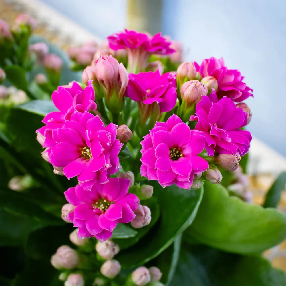 Pink Kalanchoe flower seeds