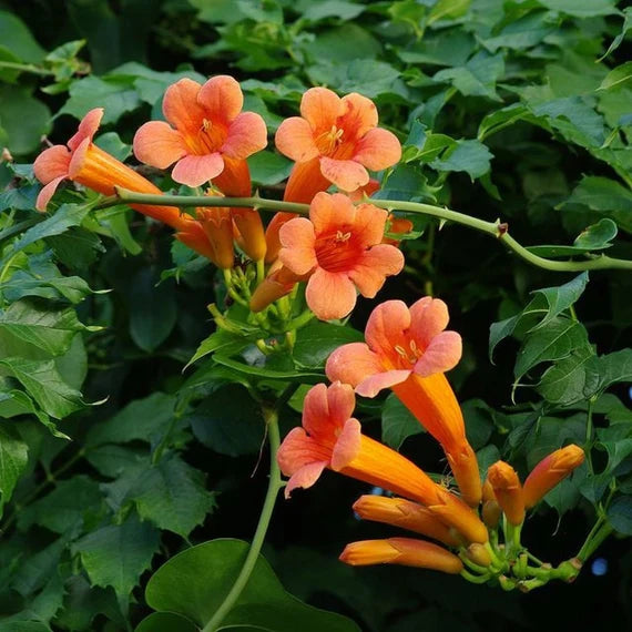 Orange Tecoma flower seeds