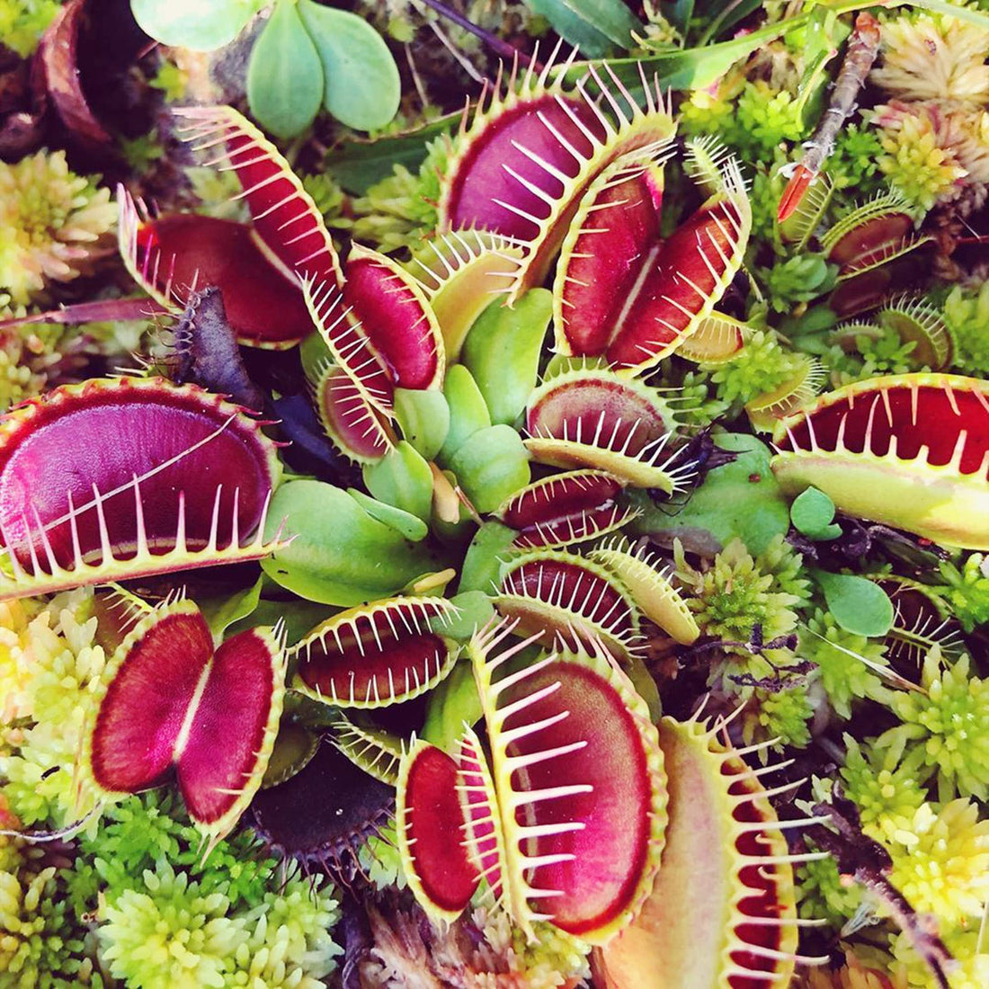 Carnivorous flower seeds