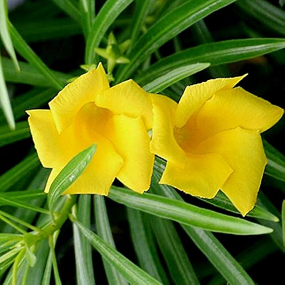 Thevetia Neriifolia flower seeds