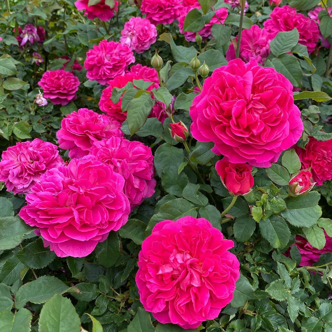 Dark Pink flower seeds