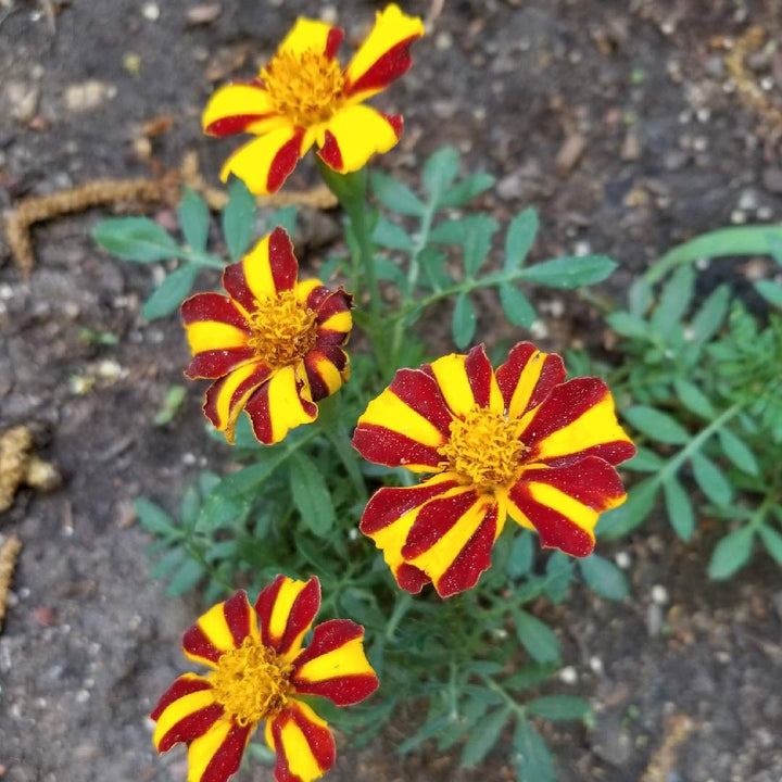 Marigold Majestic flower seeds
