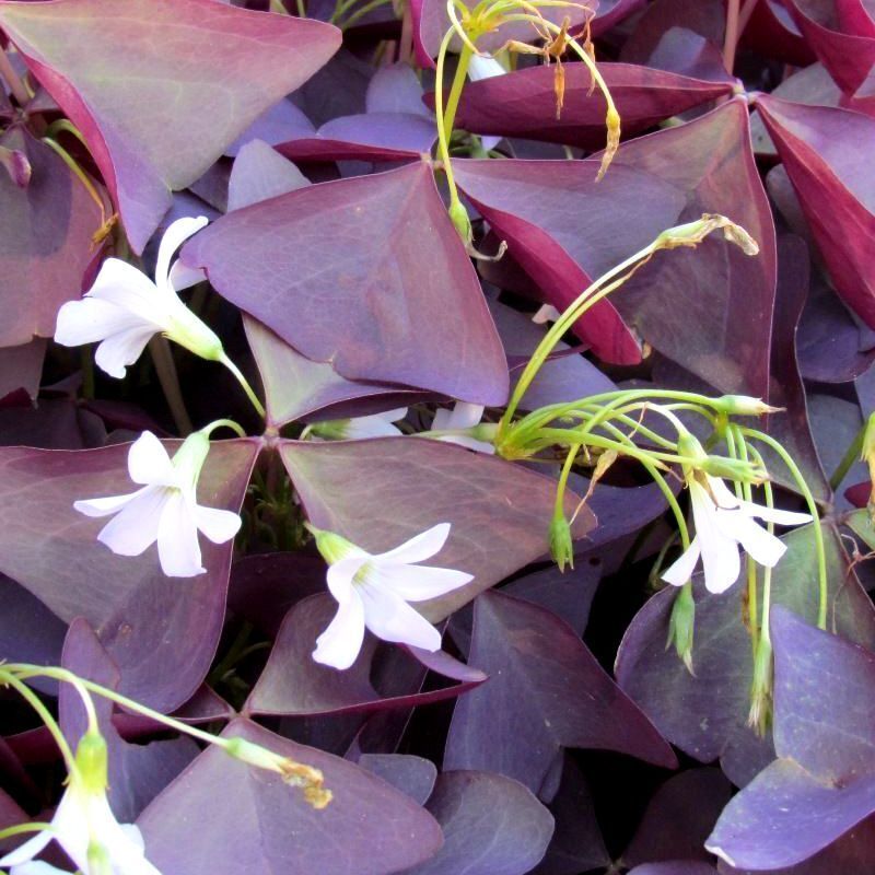 Red Woodsorrel flower seeds