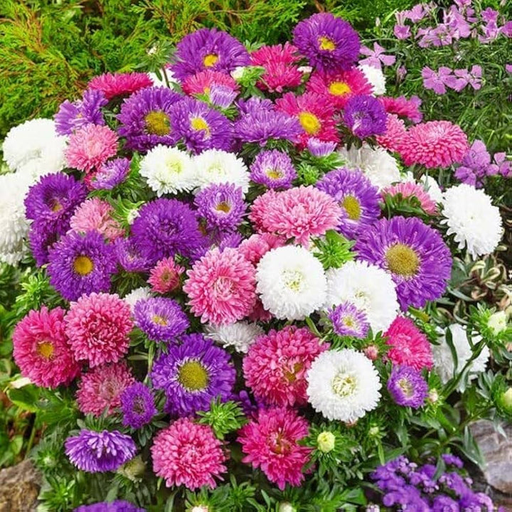 Aster flower seeds