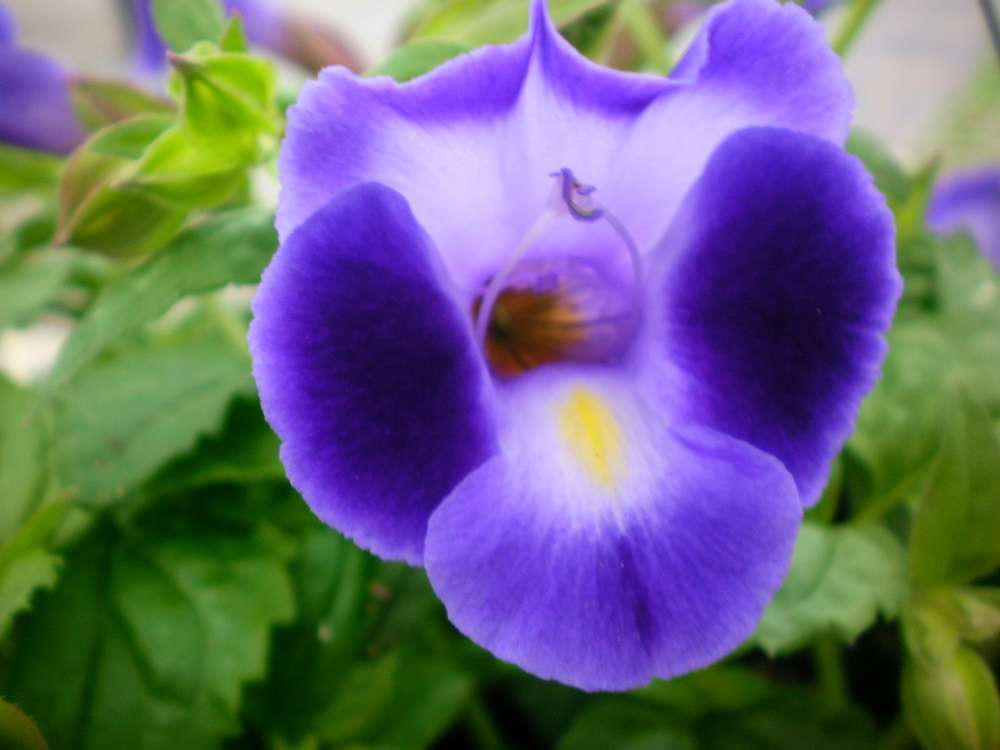 Purple Torenia flower seeds