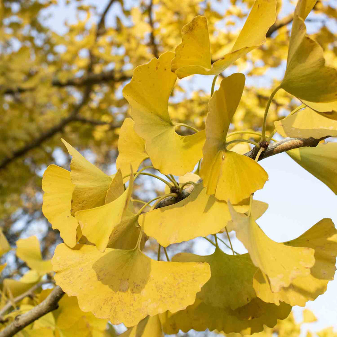 Ginkgo flower seeds