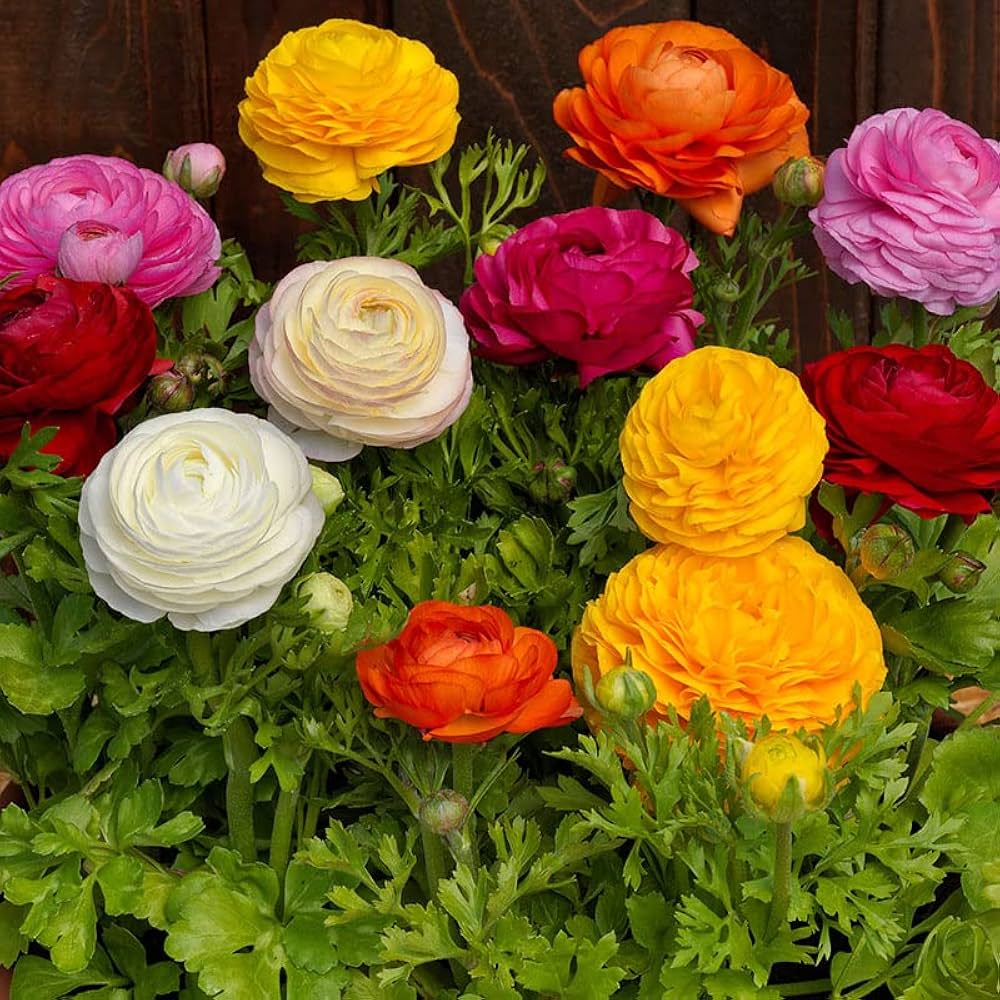 Ranunculus flower seeds