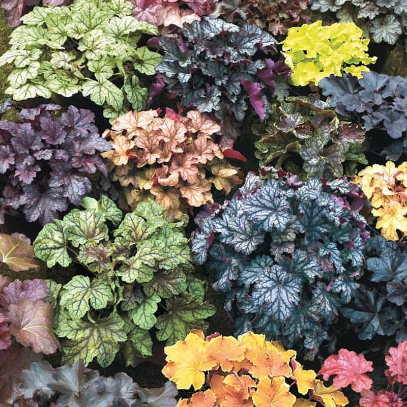 Heuchera Champagne flower seeds