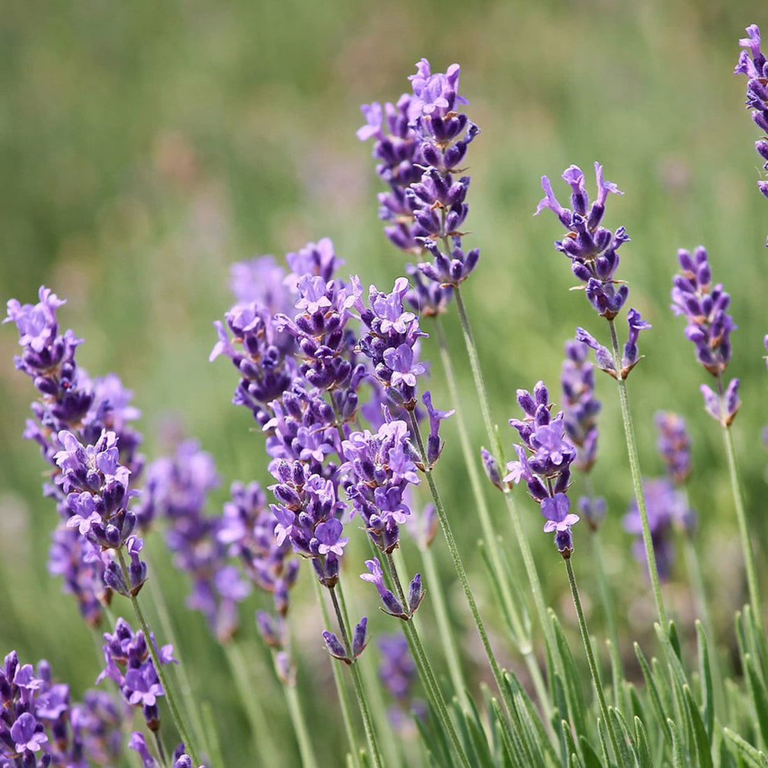 Lavender Fragrant flower seeds