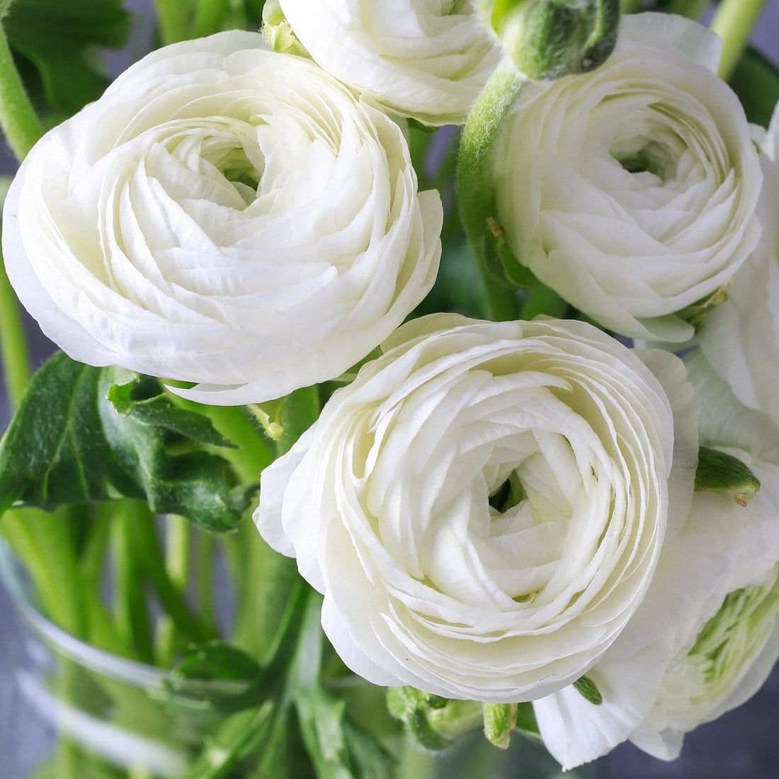 Ranunculus Asiaticus flower seeds