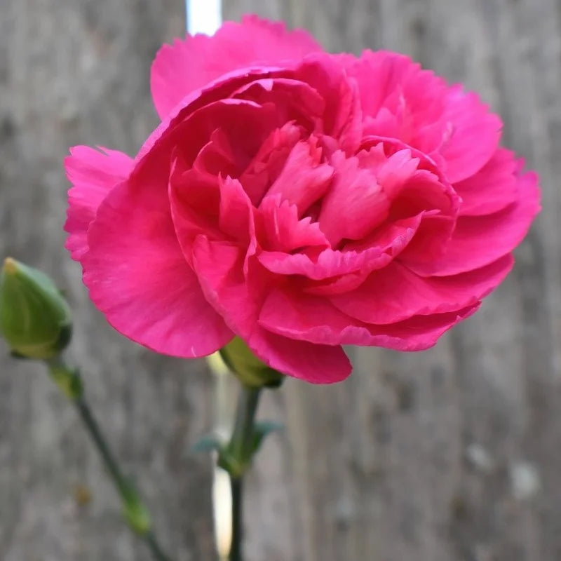 Deep Pink flower seeds