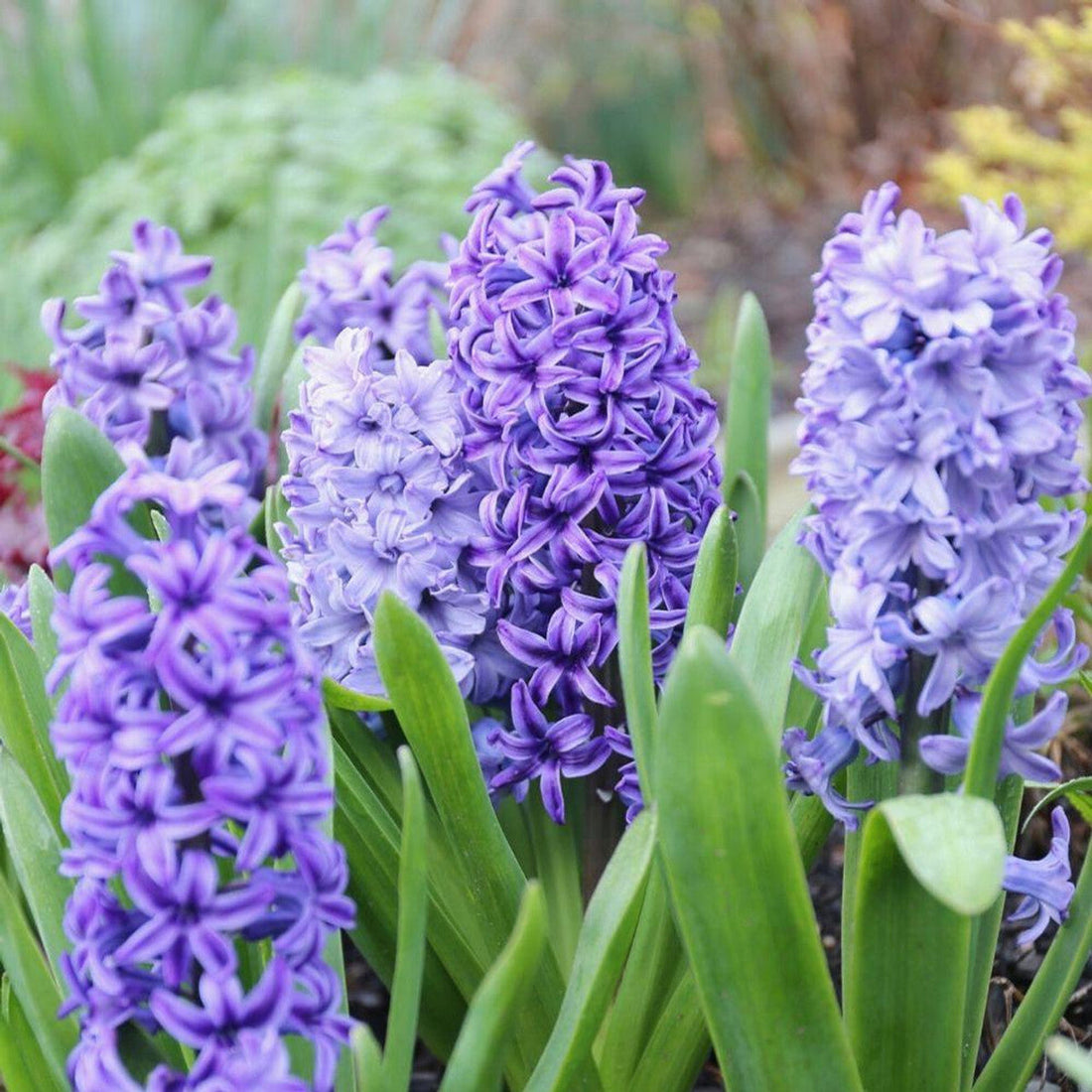 Hyacinthus flower seeds