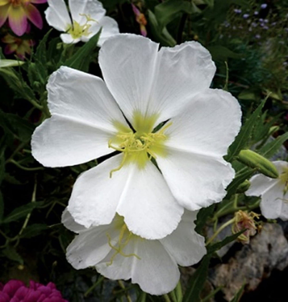 White Oenothera flower seeds