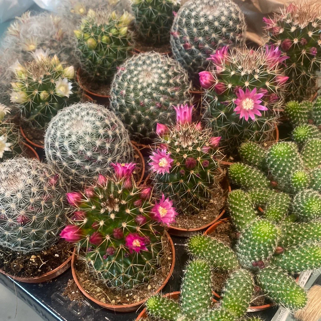 Mammillaria flower seeds