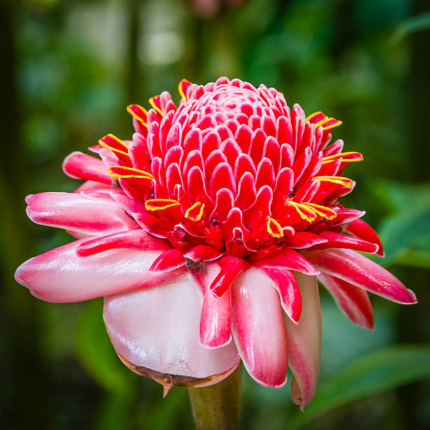 Ginger flower seeds