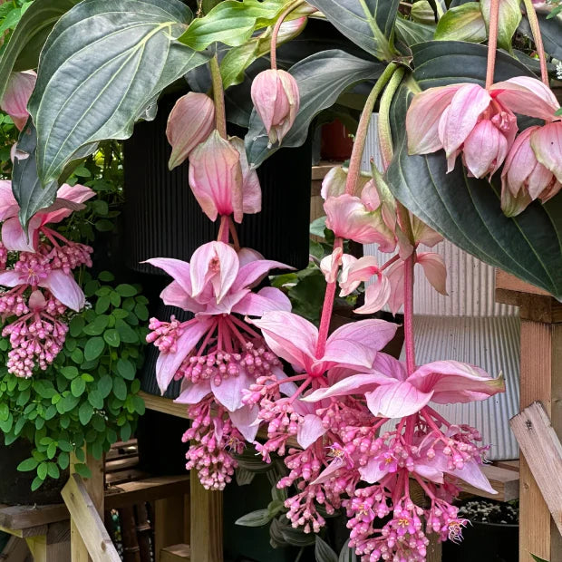 Medinilla flower seeds