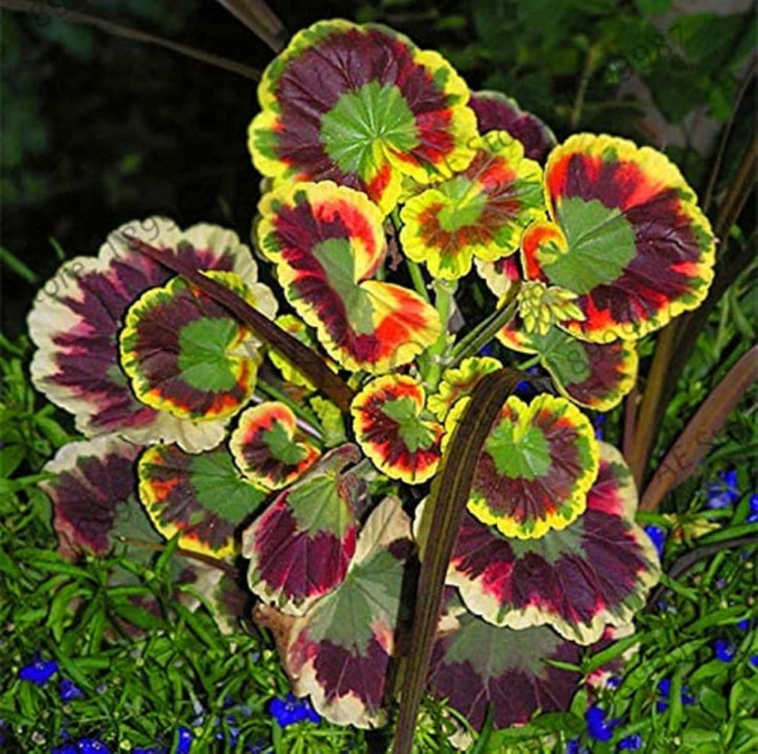 Variegated Geranium flower seeds