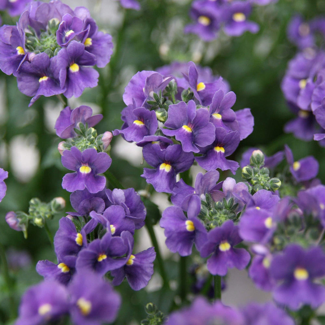 Blue Nemesia flower seeds