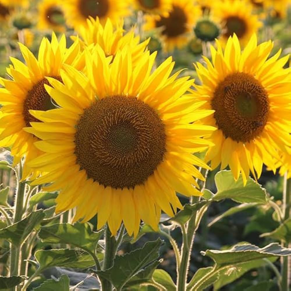 Yellow Sunflower flower seeds