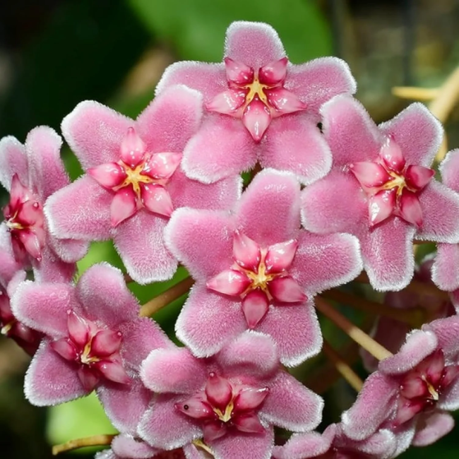 Carnosa Hoya plant