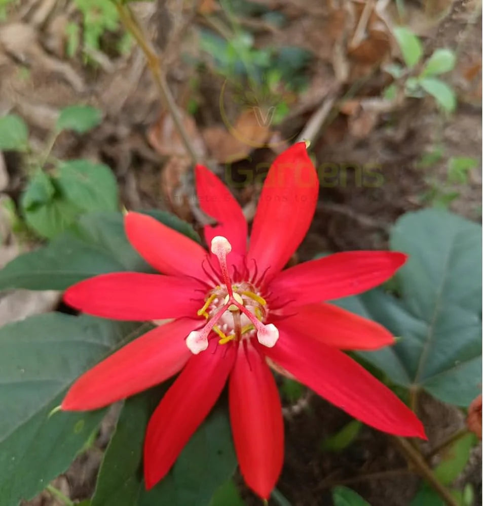 Passi Coccinea flower seeds