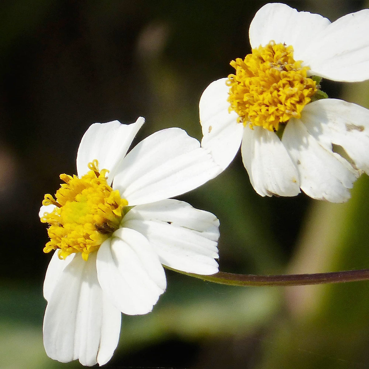 Needles Bidens Alba plant