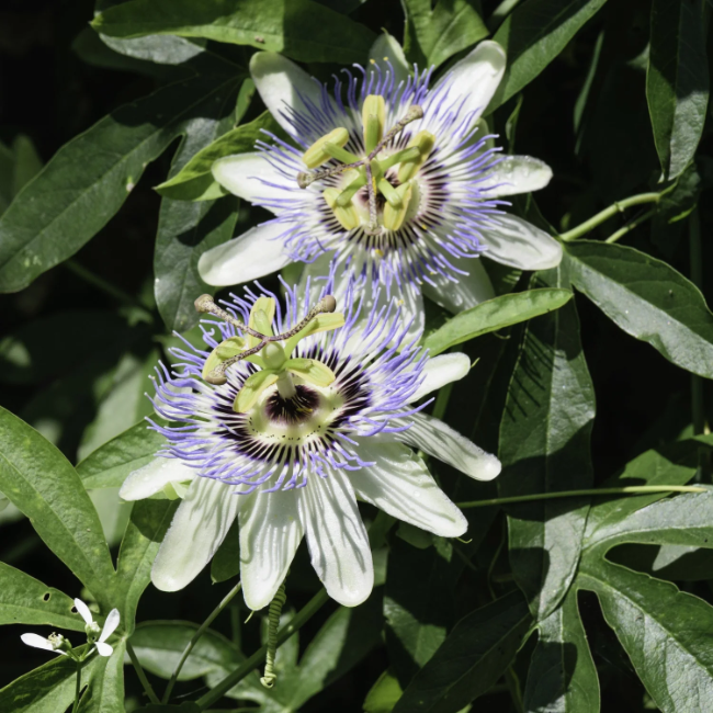 Flowering Vine Passion plant