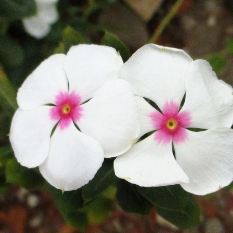 Bright Eyes Periwinkle plant