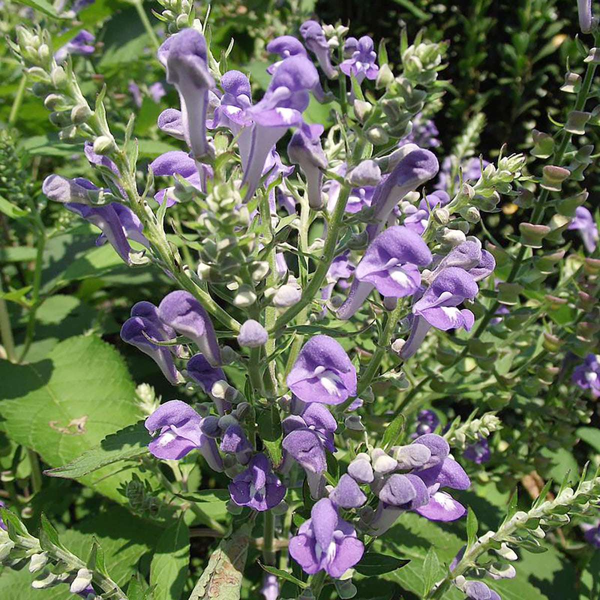Skullcap Scutellaria Incana plant