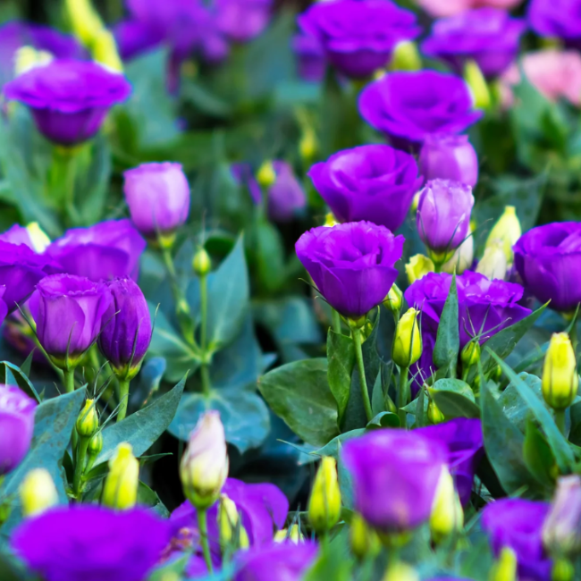 Purple Lisianthus plant