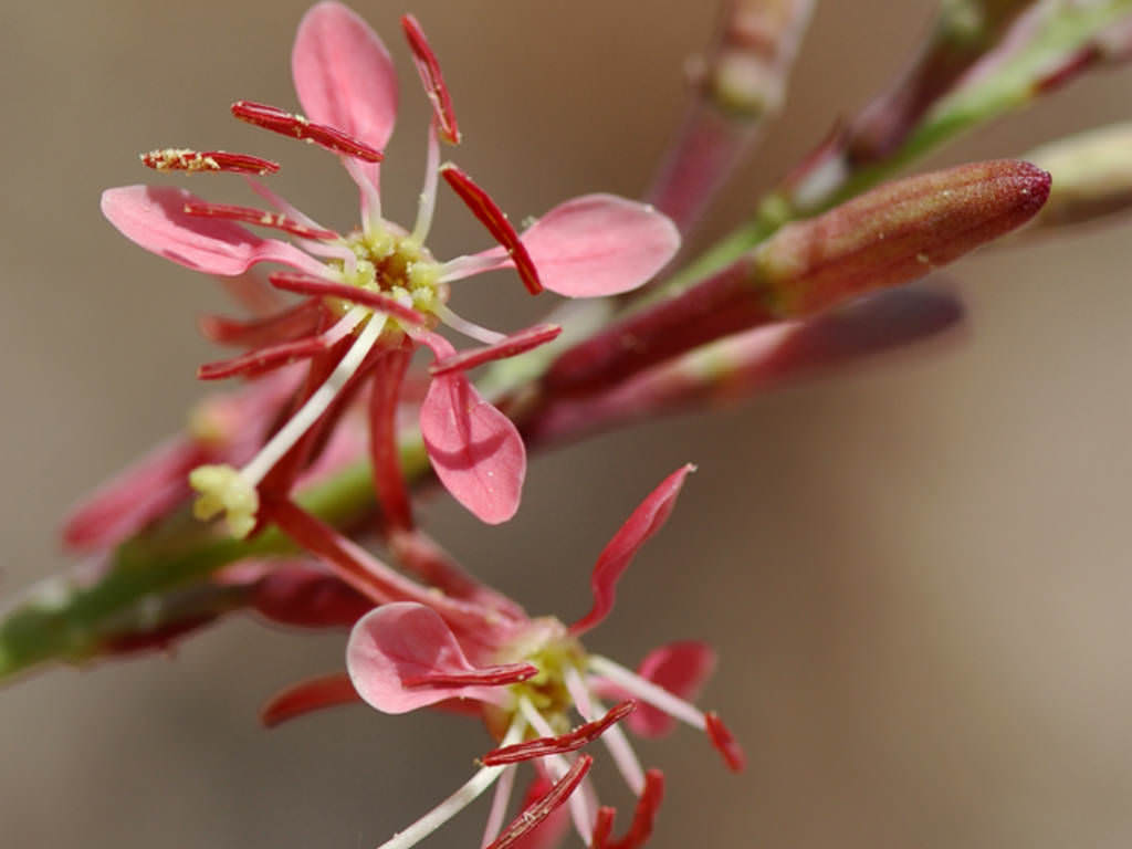 Beeblossom plant