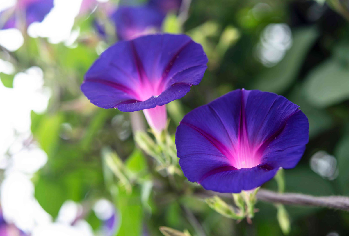 Star Morning Glory plant