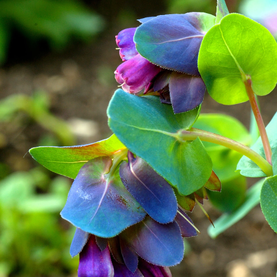 Blue Shrimp Cerinthe plant