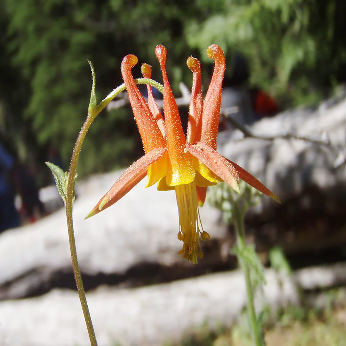 Orange Yellow Columbine plant