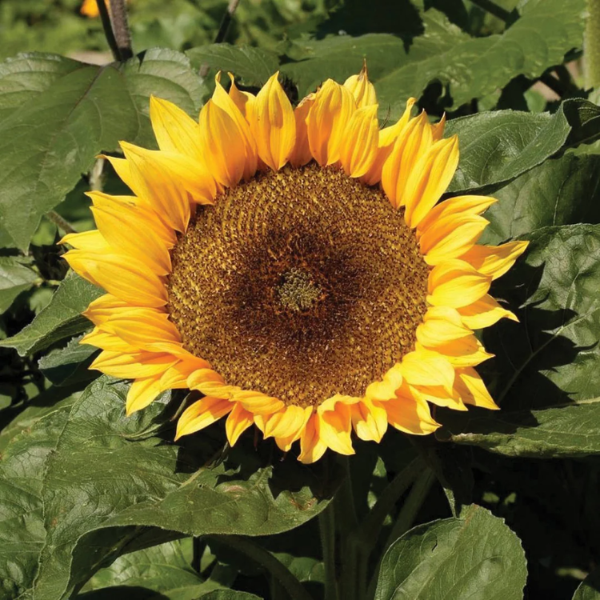 Dwarf Sunspot Sunflower plant