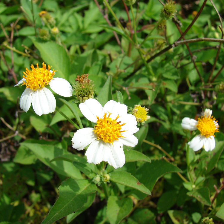 Alba Bidens plant