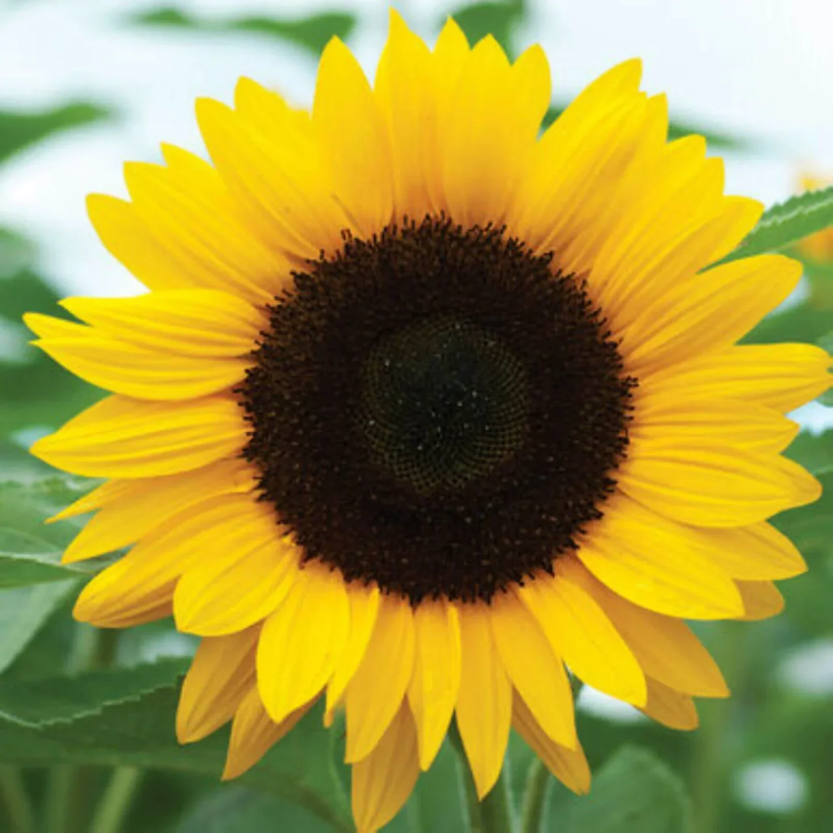 Black Oil Sunflower plant