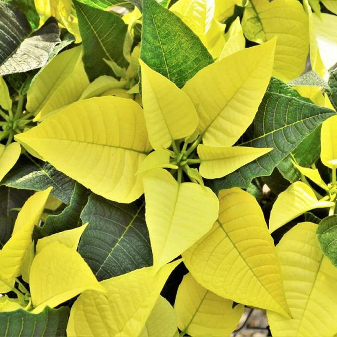 Light Yellow flower seeds